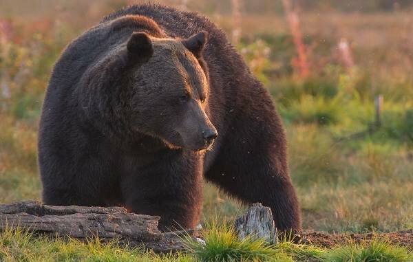 Медведь задрал лесничего в Забайкалье Люди подверглись нападению медведя, когда шли обследовать горящий лес в Забайкалье. «Лесной пожар в Хилокском округе приблизился к территории Ингодинского участкового лесничества. На его обследование направилась группа лесных пожарных. Два человека отделились от основной группы, и в этот момент на них, предположительно, напал медведь. Раны, полученные одним из участковых лесничих, оказались смертельными», — рассказал временно исполняющий обязанности начальника Ингодинского участка КГСАУ Забайкаллесхоз Алексей Куйдин. Ведутся поиски второго лесного пожарного, который в момент трагедии находился вместе с погибшим, сообщили в минприроды. Обстоятельства происшествия уточняются. Подписаться Прислать новость Помочь бустами