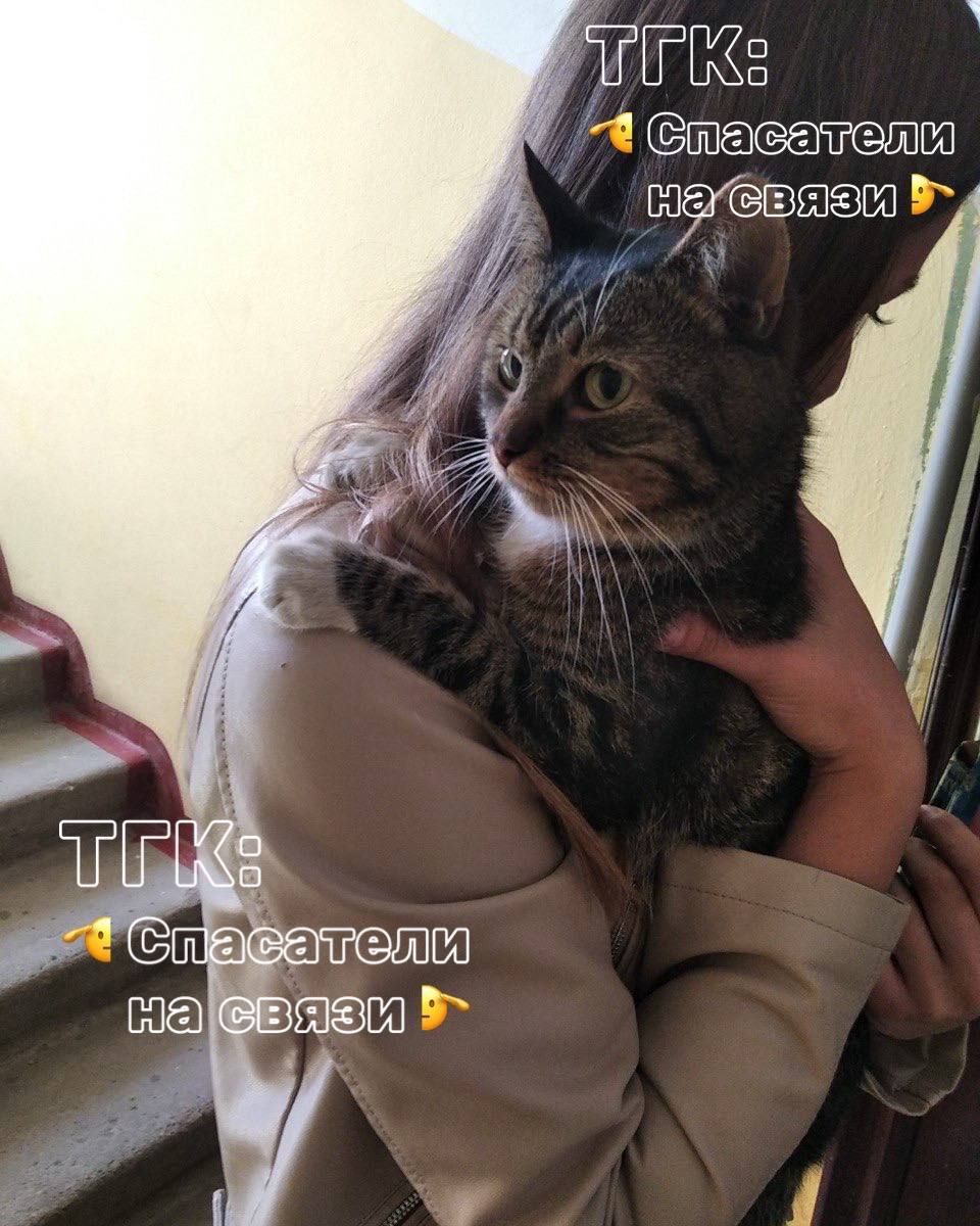 Вологодские спасатели помогли вернуть домой котика который ушел гулять на балкон к соседям но переоценил свои спортивные данные и застрял К счастью история закончилась хорошо Хотя для этого спасателям пришлось забираться на козырек второго этажа чтобы помочь толстенькому любителю ходить в гости по балконам Кота поймали успокоили погладили и передали хозяевам Вот правда Побольше бы таких новостей про котиков и про то что все хорошо