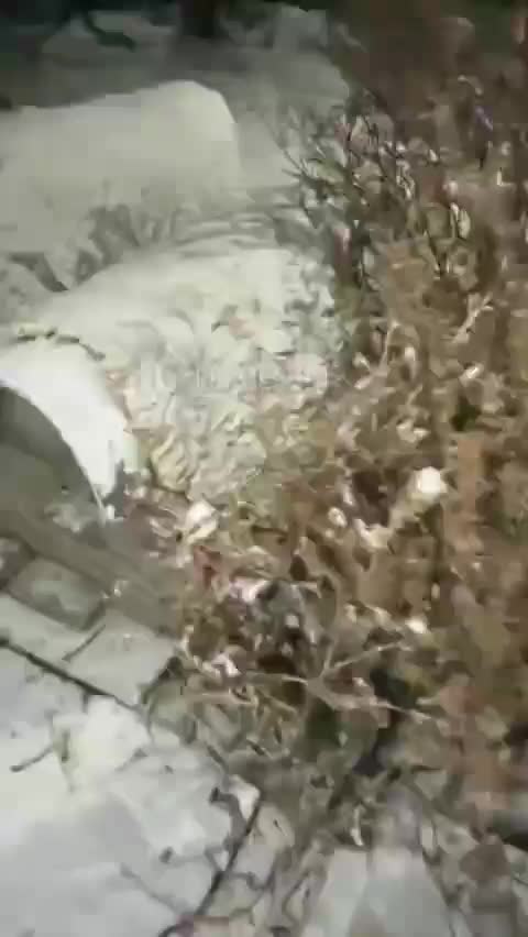 В Китае устанавливают зимние домики для уличных кошек