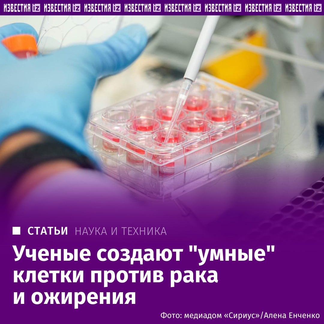 Ученые создают умные клетки для борьбы с раком и ожирением В Научно технологическом университете Сириус приступили к созданию двух типов так называемых умных клеток для терапии онкологических заболеваний и лечения ожирения Обе технологии основаны на механизмах обратимого эпигенетического редактирования которое позволяет временно подавлять активность отдельных генов без изменения структуры ДНК Об этом Известиям сообщили в университете По мнению специалистов клеточная терапия один из наиболее перспективных направлений в современной медицине Однако существующие методы имеют ряд серьезных ограничений высокая стоимость длительные сроки подготовки препаратов и необходимость использования клеток самого пациента У пожилых или ослабленных больных зачастую таких клеток недостаточно либо они теряют способность выполнять свои функции Исследователи Сириуса предлагают альтернативный подход не удалять участки ДНК как это делается при классическом генном редактировании а временно блокировать активность определённых генов с помощью эпигенетических модификаторов Такой метод позволяет сохранять молекулы наследственной информации в неизменном виде при этом воздействуя на работу конкретных генов Подробнее читайте в эксклюзивном материале Известий IZ RU в Telegram в MAX