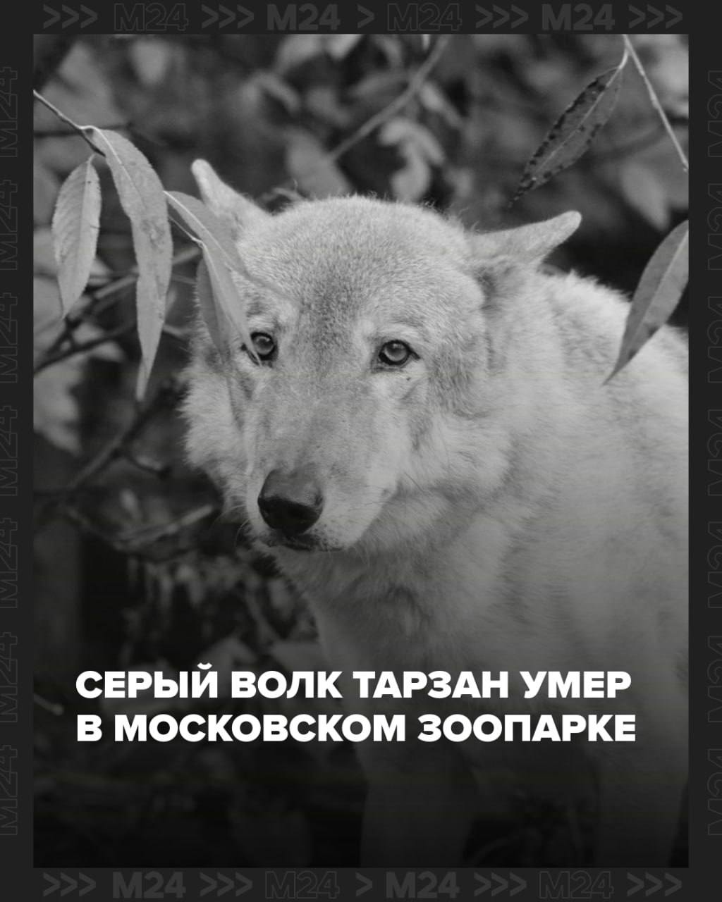 Умер серый волк Тарзан из Московского зоопарка Он был не молод и долго страдал от онкологии Ветеринары сделали всё возможное однако спасти его не удалось Красавец хищник родился 13 лет назад в Великом Устюге в резиденции Деда Мороза В годовалом возрасте его перевезли в зоопарк Специалисты помогли ему адаптироваться и поселили вместе с самкой Радой Вдвоём животные часто выходили к людям и проводили вместе много времени Волчица с трудом пережила смерть Тарзана но с помощью работников зоопарка приняла потерю Мягких облачков   Подписаться на Москва 24 Наши каналы Новости в MAX