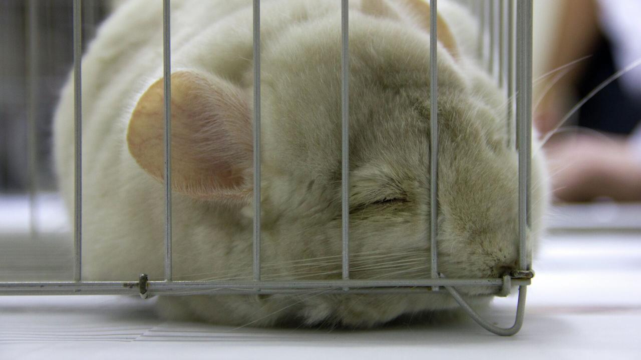 Суд запретил распространять в интернете объявления о продаже шиншилл Решение мотивировано тем что животные занесены в Красный список Международного союза охраны природы пишут РИА Новости Сотрудники прокуратуры обратились в суд после того как встретили в интернете ряд сайтов на которых шиншилл продавали без необходимой документации Фото РИА Новости