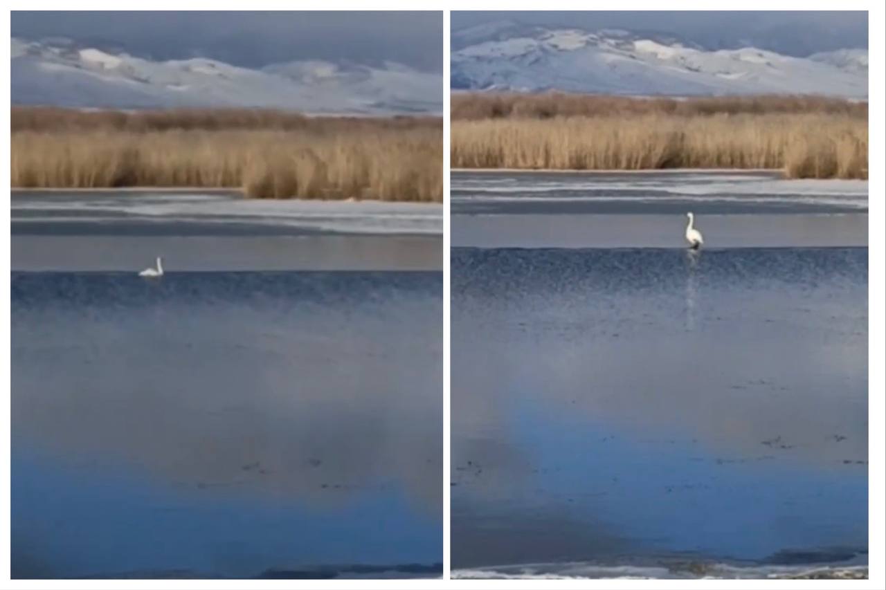 В Бурятии заметили еще одного не улетевшего в теплые края лебедя Он обосновался в местности Цайдамские озера в Селенгинском районе Очевидцы предположили что у птицы повреждено крыло А озеро уже почти замерзло Люди боятся что пернатый может погибнуть На место отправится госинспектор Бурприроднадзора В надзорном ведомстве подчеркнули что беспокоиться стоит лишь в том случае если птица вплотную подпускает человека истощена и на оперении заметны кровь или грязь Бурятия Подробности в Номер один Сообщить нам свою новость можно по кнопке Письмо в редакцию
