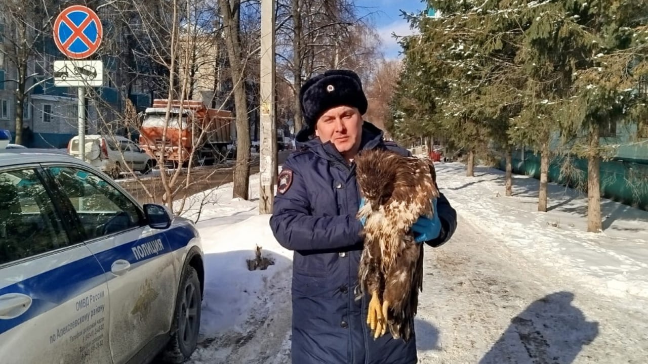 ‍ Редкую хищную птицу, врезавшуюся в легковой автомобиль, обнаружили во время дежурства сотрудники ДПС в Алексеевском районе  Они обратились к сотрудникам Госкомитета РТ по биоресурсам. При осмотре у ветеринара оказалось, что это орлан-белохвост, занесенный в Красную Книгу Российской Федерации.  Несмотря на полученный сильный удар об автомобиль он не получил повреждений, а только лишь сильный испуг.   Для того чтобы пернатый восстановил силы специалистами было принято решение оставить пернатого под присмотром до полного восстановления в реабилитационном центре Зеленодольского района.