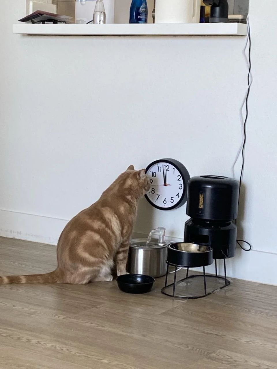 r/ #funny Современные проблемы требуют современных решений: этому коту поставили часы рядом с автоматической кормушкой, чтобы он знал, когда будет следующая выдача корма, и не терроризировал её  Вот только кот не знает концепцию времени и поэтому всё равно продолжает просить еду.