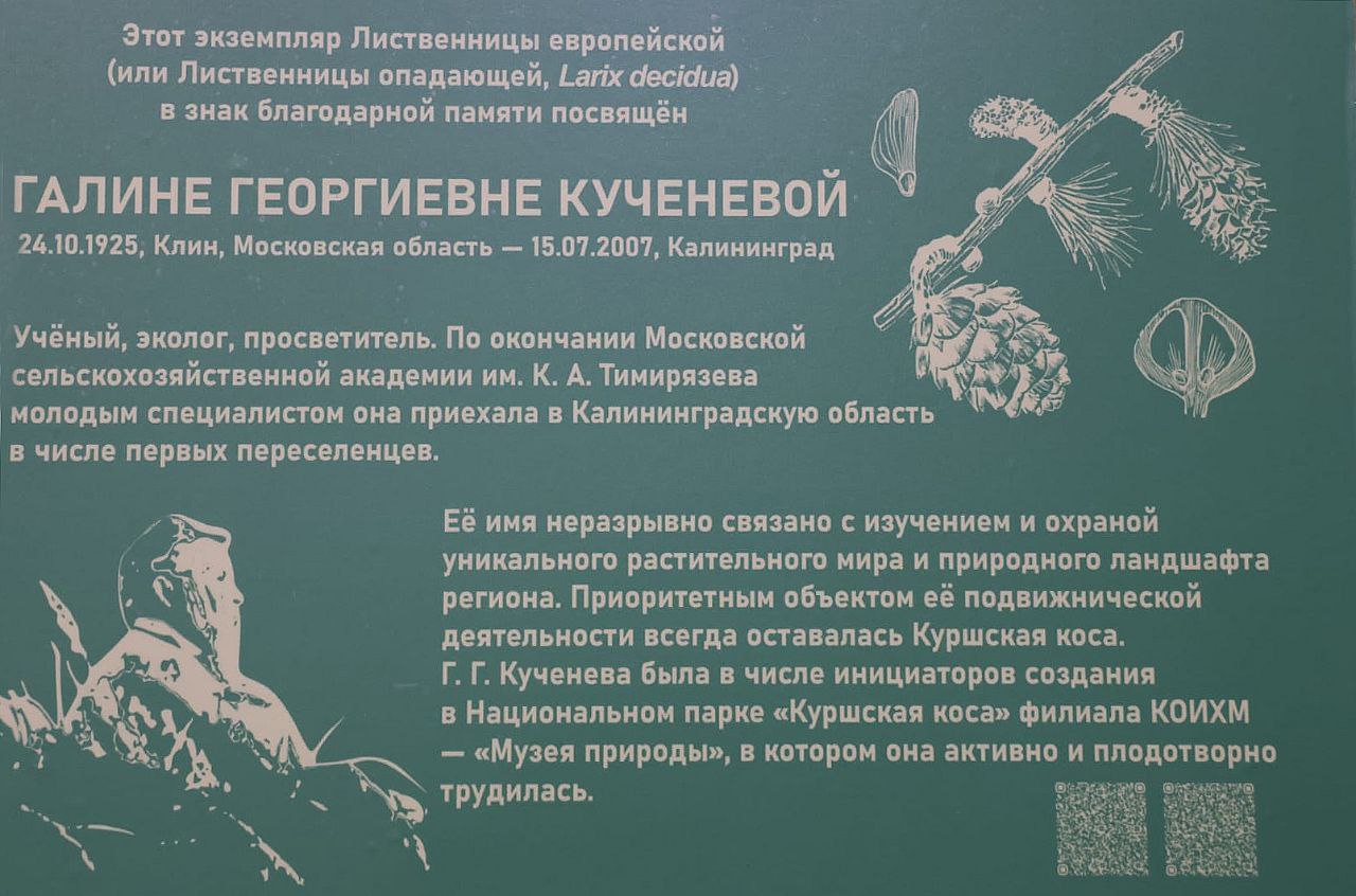 ДЕРЕВО ПАМЯТИ 31 октября в Калининградском областном историко художественном музее открылась выставка посвящённая 100 летию со дня рождения Галины Георгиевны Кученёвой 1925 2007 В рамках церемонии открытия была торжественно установлена памятная табличка у лиственницы высаженной по проекту озеленения территории музея её дочерью Александрой Королевой Теперь гости могут больше узнать об учёном вложившем силы и душу в изучение и сохранение природного ландшафта региона Мы вспоминаем сегодня особенного человека Некоторые из присутствующих успели с ней поработать и у меня остались личные воспоминания о том как Галина Георгиевна трепетно относилась к каждому дереву как переживала из за уничтожения зелени в городе и вырубок в регионе Она возглавляла множество инициатив в том числе создание национального парка и музея на Куршской косе поделилась заместитель директора КОИХМ Ольга Щеглова На открытии присутствовали дочь Галины Георгиевны Апполинария Зуева её бывшие коллеги представители музеев и зоопарка а также все кто ценит её наследие и труды Выставка будет работать до 21 декабря 2025 года