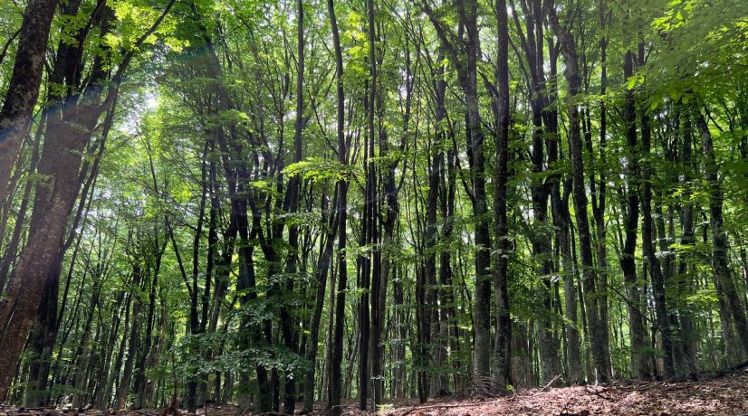 В Крыму запрет на посещение лесов продлили до 9 октября  Приказ о продлении ограничений в целях обеспечения пожарной безопасности опубликован на сайте Минэкологии Крыма.  «С 19 сентября по 9 октября продлено ограничение пребывания граждан в лесах, въезда в них транспортных средств и проведения в лесах определенных видов работ», - напомнили в МЧС РК.