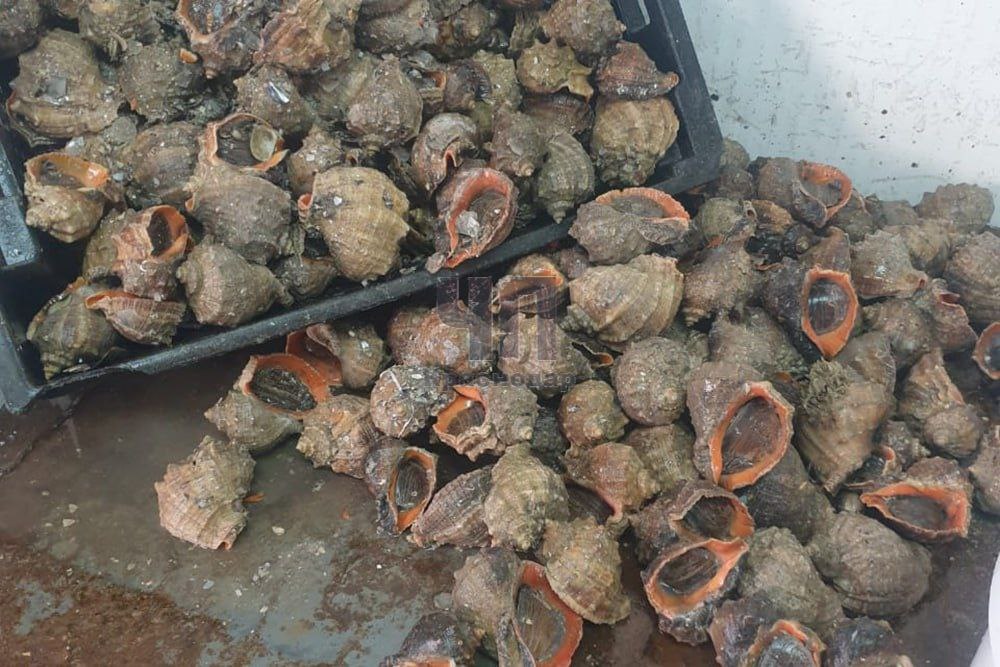 На Кубани накрыли цех с тоннами нелегальной рыбы и морепродуктов! В Тамани обнаружили в подпольном цехе около 40 тонн мороженой тюльки, пеленгаса, рапанов и креветок в подпольном цехе. Всё это добро хранилось без соблюдения каких-либо норм и готовилось к продаже в местных магазинах. Сейчас вся эта продукция изъята, а предприимчивой бизнесвумен, которая торговала "левым" товаром, грозит серьезное наказание.