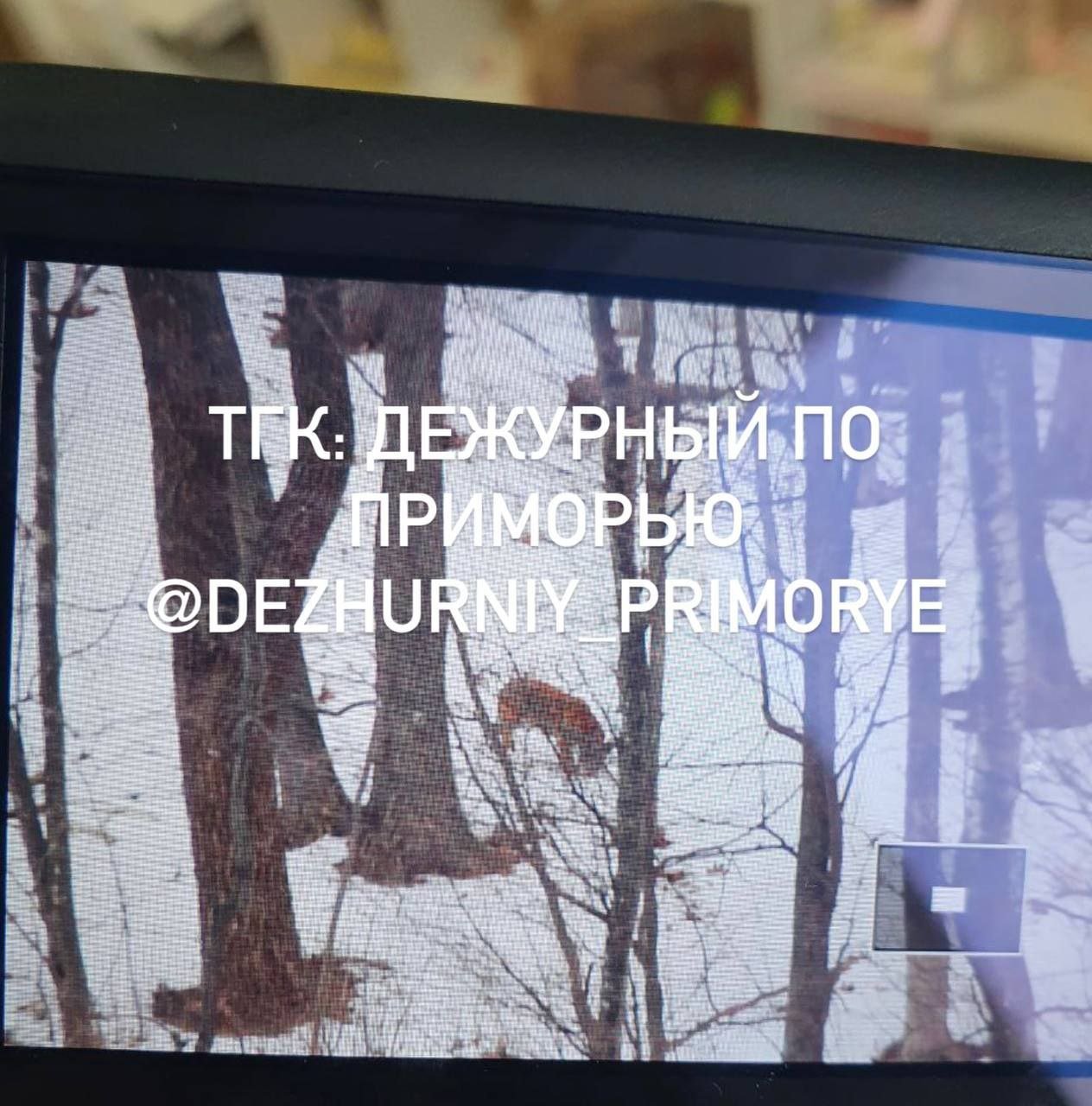 Тигр во Владивостоке   Или не тигр, а собака, пока ничего не понятно, но соцсети в панике.  Рассказываем: утром жители дома на Майора Филиппова увидели в лесу довольно большого зверя, который показвлся похожим на тигра. На место приехали силовики, охотнадзор, искали зверя.  Пока не нашли. Но официальных комментариев все ещё нет.  UPD: расходимся, это собака. В Центре «Амурский тигр» сообщили, что следы в лесу тигру не прнадлежат.   Фото, видео: Дежурный по Приморью