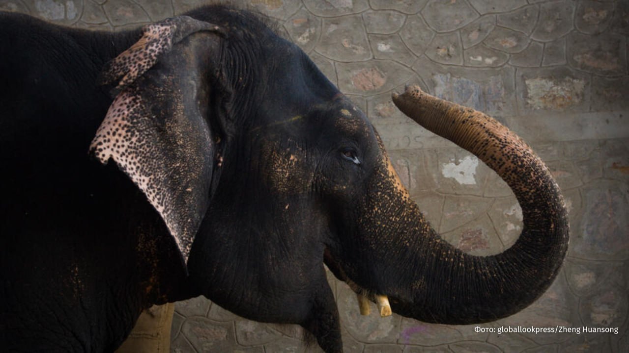 Свободу слонам на Бали запретили катание туристов на слонах Политика отказа от подобных развлечений была прописана в Циркулярном письме гендиректора по охране природных ресурсов и экосистем 6 в 2025 году Однако парк слонов Mason не прекратил полностью катание на слонах до установленного срока 21 января Ему было направлено два предупреждения после чего руководство парка наконец подтвердило завершение слоновьих катаний для туристов Все природоохранные организации должны прекратить показательные катания на слонах и начать переходить к более этичному туризму с животными цитирует Lentera Esai главу агентства по охране природных ресурсов Бали BKSDA РЕН ТВ в Telegram в MAX