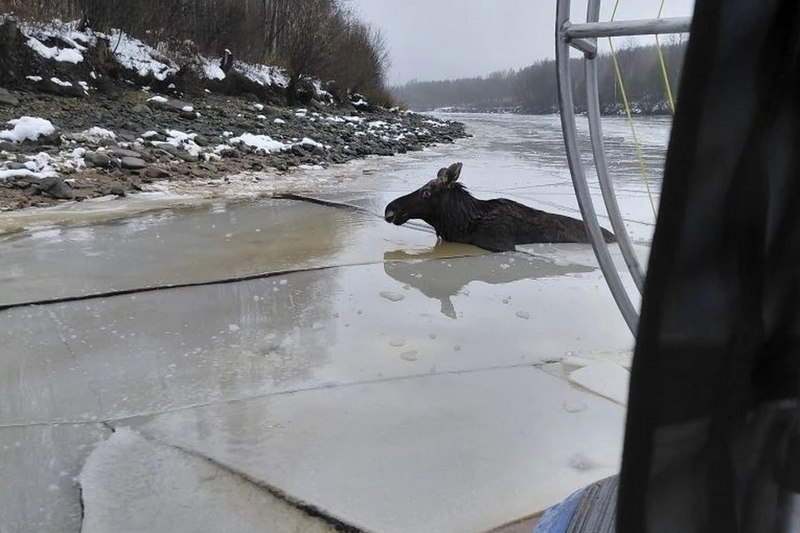 Череповецкие спасатели помогли провалившемуся под лед лосю Очевидцы сообщили о провалившемся под лед лосе рядом с островом Соляной сегодня в 12 10 cherinfo ru news 143768 cerepoveckie spasateli pomogli provalivsemusa pod led losu