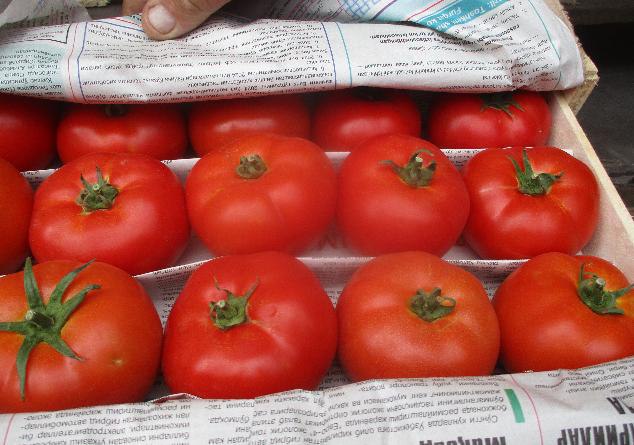 На Южный Урал ввезли более 400 тонн импортных овощей и фруктов   www up74 ru articles news 168107 Фуры следовали из Казахстана в Екатеринбург Пермь Москву Новосибирск Уфу а также в Челябинск Все машины тщательно досматривались сотрудниками Россельхознадзора Непосредственно в Челябинск было привезено 16 тонн помидоров и 36 тонн мандаринов из Китая