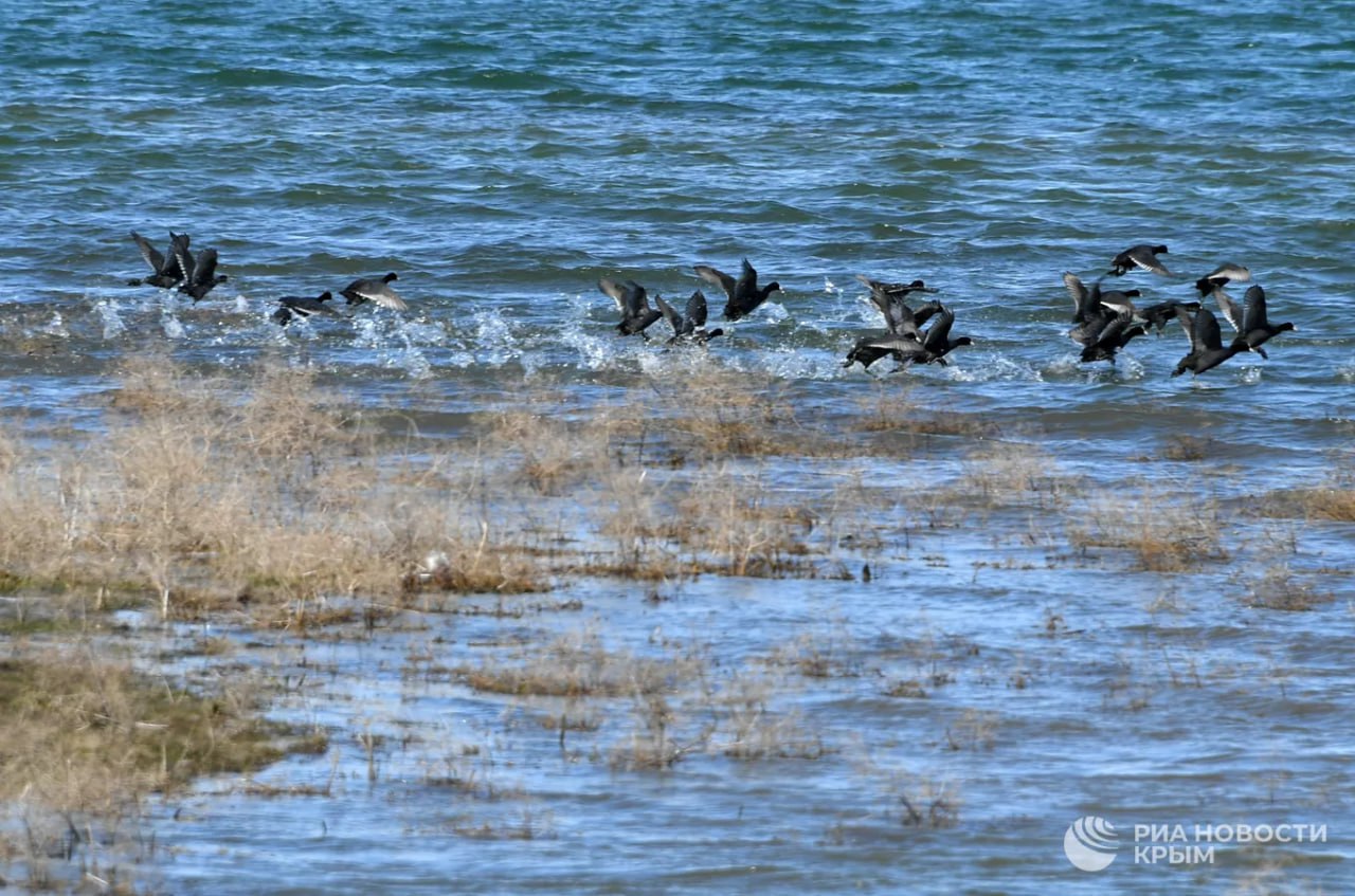 Солнечногорское водохранилище обеспечит водой всю восточную часть Алушты.  Об этом в эфире радио "Спутник в Крыму" рассказал гендиректор предприятия "Вода Крыма" Максим Новик.  Ранее глава республики заявлял, что в 2025 году в регионе приступят к проектированию Солнечногорского и Мартовского водохранилищ.  По словам Новика, это будут не альтернативные, а полноценные водные объекты. В Алуште и Ялте есть временные источники, которые летом пересыхают, а "скважин на ЮБК много не набуришь". Этап проектирования уже начат.  "Солнечногорское водохранилище будет брать воду из водопада Джур-Джур, который никогда не пересыхает. Там огромные запасы воды", – сказал он.  ⏭⏮⏩⏪