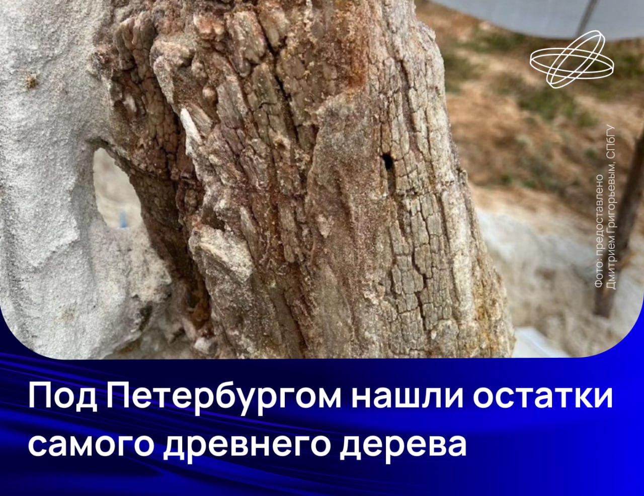 Уникальный образец отыскали палеонтологи в Ленинградской области Окаменелость представляет собой ствол дерева росшего в этих местах примерно 385 млн лет назад Ствол с сохранившейся корневой системой оказался довольно большим и чтобы доставить его в Санкт Петербургский госуниверситет пришлось разделить единый объект на несколько частей Специалистам предстоит определить является ли их находка гигантским многометровым грибом или просто древнейшим в регионе деревом Подробности читайте на сайте Наука рф Десятилетиенауки