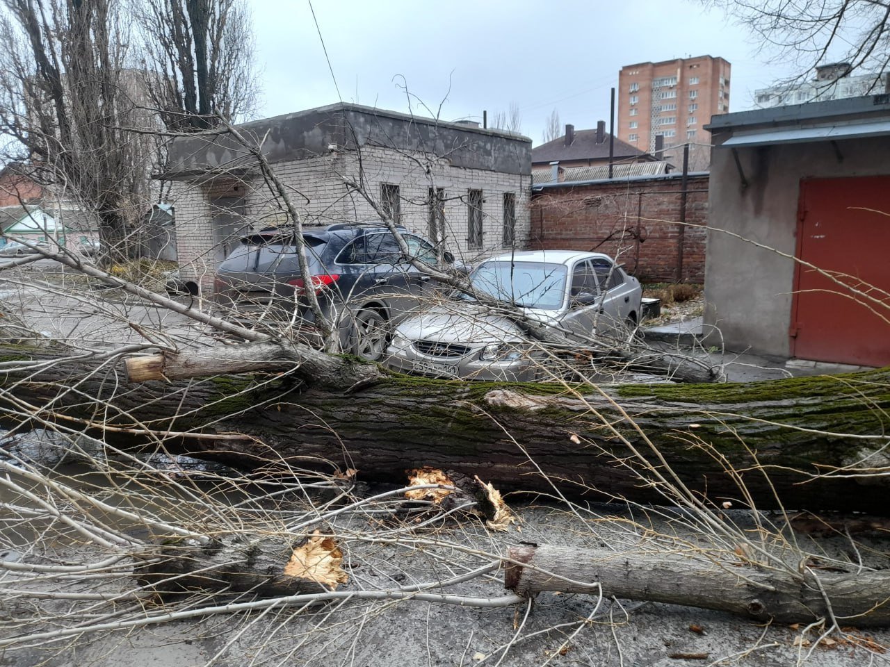 В Ростове на Металлургической огромное дерево рухнуло на два припаркованных автомобиля  #новости #ростов #непогода #новостиростова