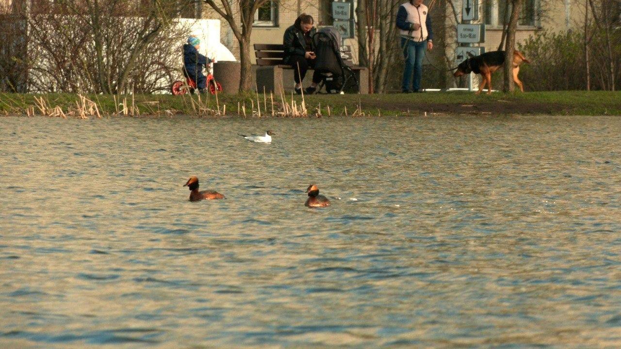 Редкие красношейные поганки поселились в петербургском саду Под окнами жилых домов на севере города пара краснокнижных птиц ищет место для гнезда — и это настоящее событие! С яркими «рожками» и красно-каштановыми шеями они напоминают миниатюрных экзотических цапель. Биолог Павел Глазков застал момент, когда птицы, наконец, отвоевали уголок пруда у лысух и начали строить гнездо. Поганки названные так из-за невкусного рыбного рациона — пример верности: пары у них создаются на весь сезон. — Будем надеяться, что у пернатых всё получится! P.S. Если увидите этих красавцев — не пугайте: в городе их остались единицы. Флэш Питер - подписаться
