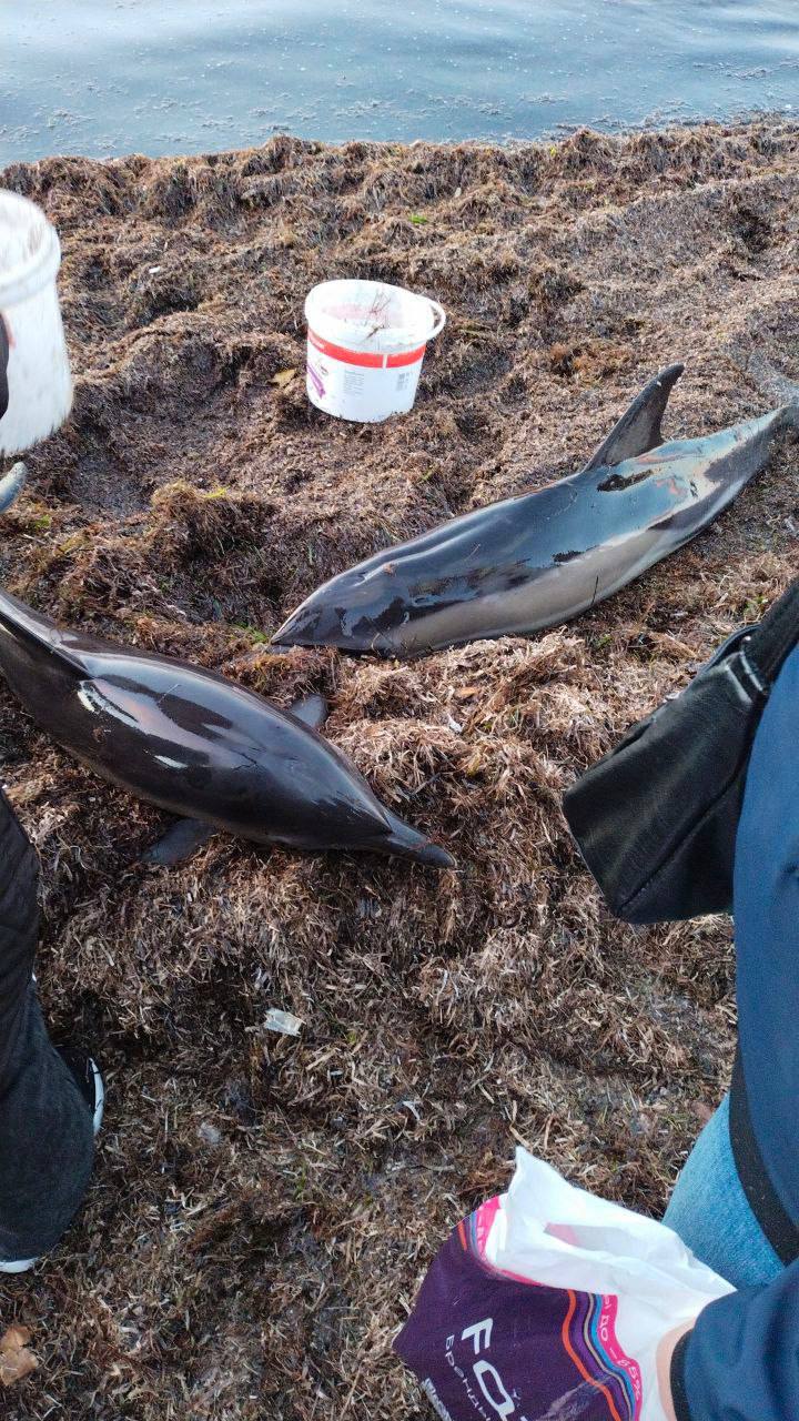 688 погибших дельфинов зафиксировали на побережье Краснодарского края спустя год с момента разлива нефти в Чёрном море Эти данные предоставлены научно экологическим центром спасения дельфинов Дельфа Эксперты отмечают что не все найденные дельфины погибли в результате разлива мазута Гибель животных связывают с другими факторами рыболовством и случайными попаданиями в сети болезнями возникающими из за загрязнения моря стоками а также естественной смертностью Специалисты подчеркнули что влияние разлива нефтепродуктов на популяцию китообразных ещё предстоит выяснить По данным научных исследований последствия подобных катастроф нередко носят отложенный характер и могут проявляться в течение нескольких последующих лет   свои фото видео и истории присылайте нашему боту prostokrd bot Подпишись на наш канал в Telegram MAX