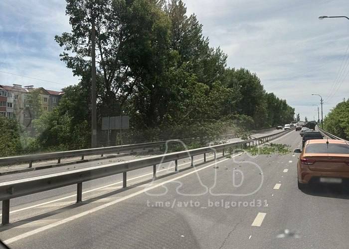 В Дубовом прямо на дорогу упало дерево. Судя по фото, перекрыта полоса в сторону города. Прислать контент: Подпишись на «Белгород №1»