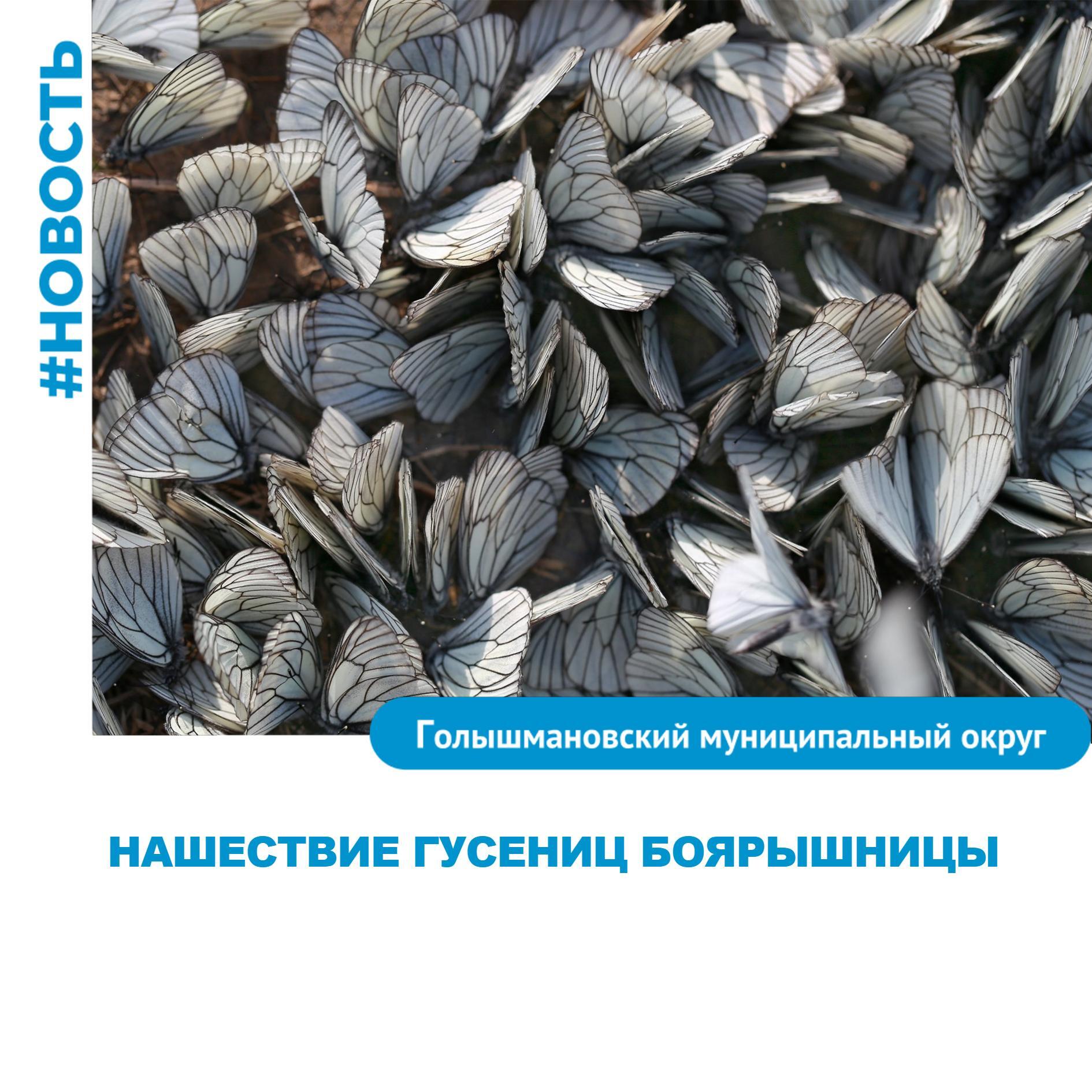В Тюменской области зафиксировано нашествие гусениц боярышницы На начало июня отделом защиты растений Россельхозцентром по Тюменской области зафиксировано массовое отрождение и питание гусениц боярышницы на приусадебных участках. Бабочки предпочитают прогретые солнечные места, поэтому имеющиеся погодные условия благоприятны для их развития. Чаще всего гусениц можно встретить на почках, бутонах, листьях яблони, алычи, груши, вишни, черешни, рябины и других растениях. Вредоносность боярышницы после распускания почек достигает до 15% повреждённых листьев. Рекомендованные меры по борьбе с вредителями: 1. Сбор и уничтожение «гнёзд» гусениц весной и в начале лета руками или с помощью секатора 2. Опрыскивание химическими средствами, разрешёнными к применению на территории РФ. По информации Россельхозцентра #Голышмановскийокруг #АПК