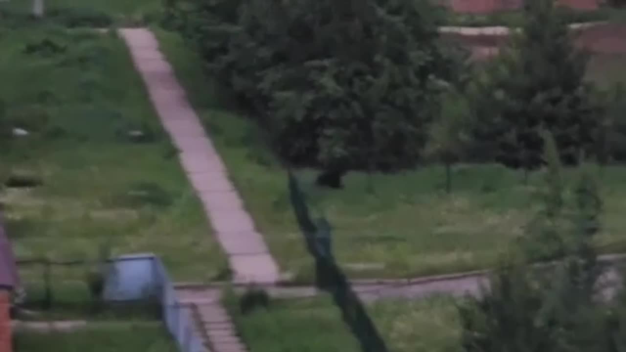 Лосёнок замечен в Архангельске: советы по безопасности