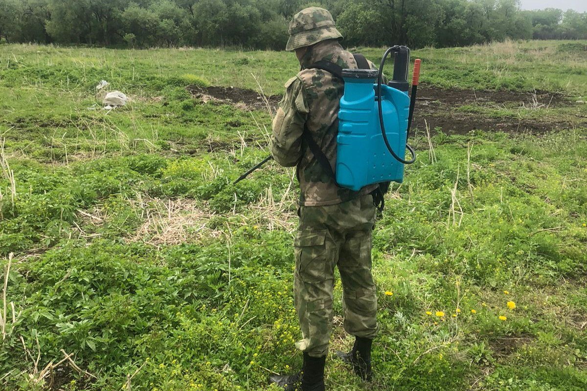 Стартовала операция по превентивному уничтожению дикорастущей конопли в Биробиджанском районе ЕАО Специализированный штаб, совместно с Общественной наблюдательной комиссией России "Биробиджанский", проводит комплексные мероприятия по выявлению и ликвидации наркосодержащих растений уже на ранних стадиях их развития. Основная цель данной инициативы — предотвратить распространение конопли и минимизировать риски, связанные с её употреблением. Все НОВОСТИ ЕАО в одном месте жми Прислать новость