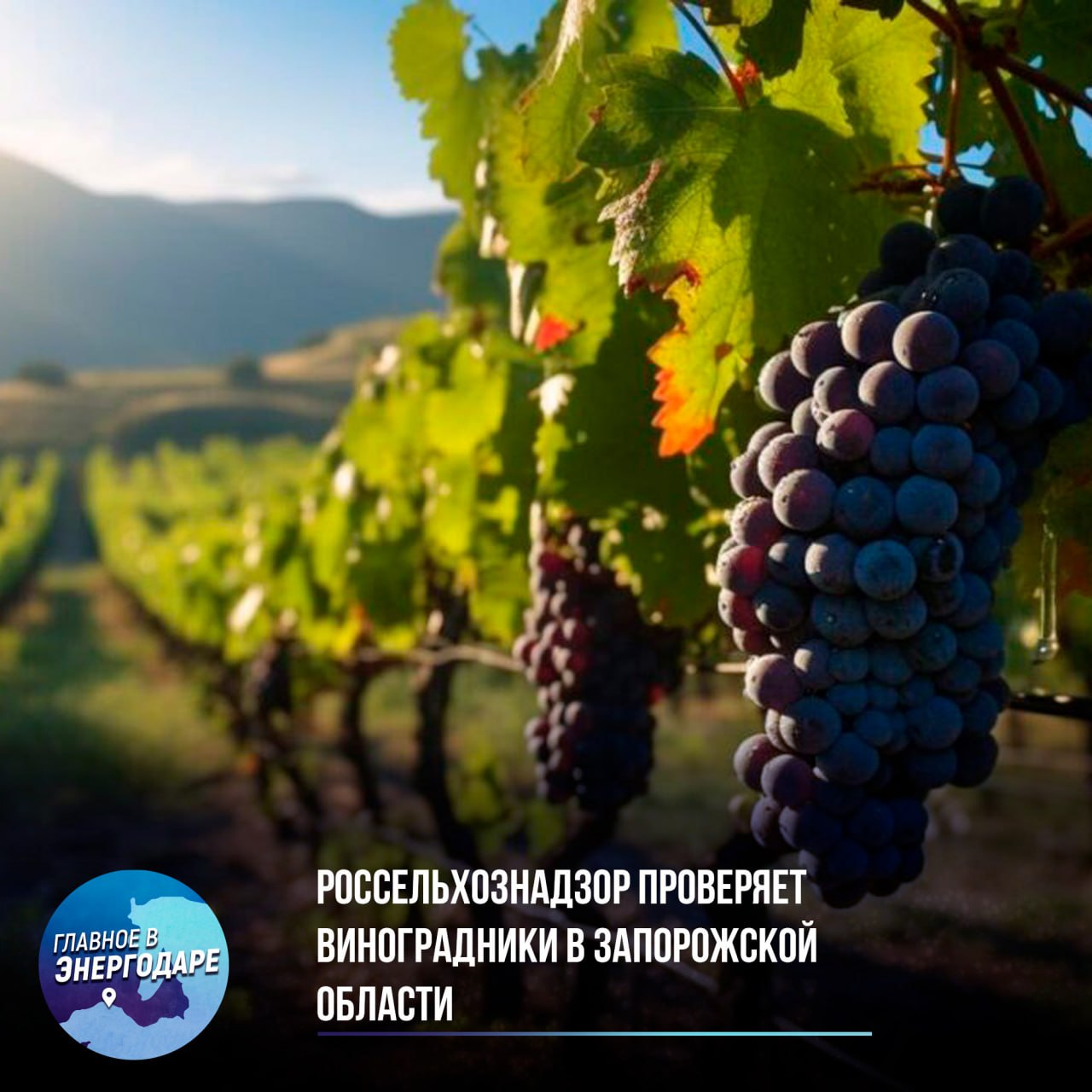 Россельхознадзор проверяет виноградники в Запорожской области   С первого июля Россельхознадзор начал проверку виноградников в Запорожской области, Крыму и Севастополе. В планах инвентаризация более 28 тыс. гектаров и сверка данных с Федеральным реестром.  Цель проверки заключается в попытке проследить качество виноматериалов и контроль за производством.