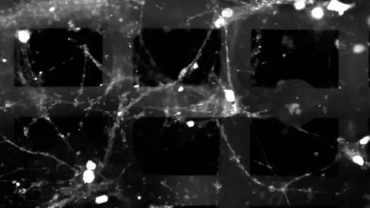 Учёные собрали гибрид из живых нейронов и электроники В Princeton создали 3D устройство где живые клетки мозга соединены с микроэлектродами и могут выполнять простые вычислительные задачи В основе трёхмерная сетка из тонких проводников и электродов на которой вырастили десятки тысяч нейронов В отличие от обычных нейронов в чашке клетки росли не плоским слоем а прямо внутри 3D структуры Электроника может считывать сигналы нейронов и стимулировать их изнутри поэтому связь с живой сетью получается точнее Система оставалась стабильной больше шести месяцев что важно для долгих экспериментов Учёные уже научили гибрид распознавать разные электрические паттерны по месту и времени сигнала До живого компьютера ещё далеко но такая платформа может помочь в изучении мозга болезней нервной системы и сверхэкономичных вычислений Живые нейроны в компьютерах это будущее ИИ или слишком странная ветка развития Наши каналы Участвуй в конкурсе Технологии
