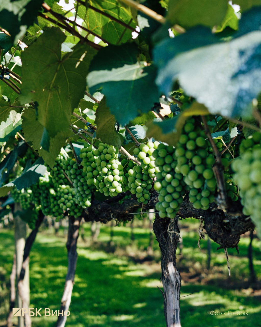 Между творцом и любителем кто такие малые виноделы в России  Формально понятия малый винодел в законе нет но в отрасли так называют небольшие хозяйства с ограниченными объемами чаще всего работающие на собственных виноградниках Это виноделы практики которые сопровождают весь процесс сами от лозы до презентации готового вина  Ближе всего к понятию малый винодел эксперты относят тех кто работает по лицензии крестьянского фермерского хозяйства КФХ она ограничивает продажи 150 тыс литров в год и требует использовать только собственный виноград Ее стоимость 65 тыс рублей  По словам партнера РБК Вино Артура Саркисяна малый винодел определяется не только масштабом но и путем который он проходит Эксперт выделяет несколько возможных стадий любитель который только пробует свои силы тренируется негоциант которому достаточно пары емкостей или нескольких дубовых бочек тонны винограда и массы энтузиазма труженик который уже заложил свой виноградник и тем самым изменил собственную жизнь Также есть случаи когда крупные винодельни запускают специальные проекты которые имеют собственную отдельную концепцию и своего винодела  Вина малых хозяйств заметно дороже себестоимость и оборудование стоят столько же а больших тиражей которые обеспечивают экономику крупным виноделам у них нет Подробнее читайте в полной версии материала Купить гид можно тут времявина гид Подписаться Время вина
