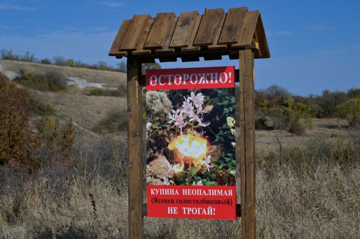 На южном берегу Крыма зацвел ядовитый цветок На экологических маршрутах природного заповедника «Ялтинский горно-лесной» началось цветение ясенца голостолбикового, известного в народе как «неопалимая купина». Это растение, несмотря на свою декоративность, представляет опасность для человека. Администрация заповедника настоятельно рекомендует посетителям не прикасаться к ясенцу и даже не приближаться к нему. Эфирные масла, выделяемые растением, особенно в жаркую погоду, при контакте с кожей и слизистыми оболочками вызывают сильные химические ожоги. «Коварство ясенца в том, что ожоги проявляются не сразу, – предупреждают специалисты заповедника. – Сначала человек может ничего не почувствовать, но позже на коже появляются болезненные волдыри, которые долго заживают, ос... Подробнее>>>