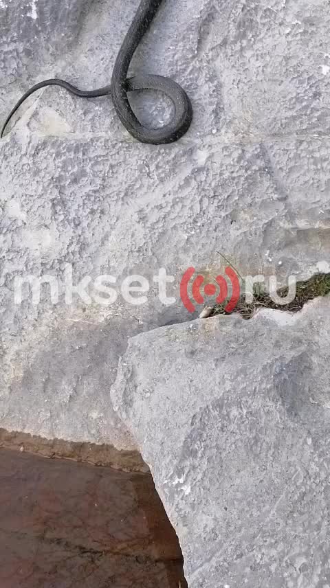 В Башкирии зафиксированы необычные случаи с бобром и ужом