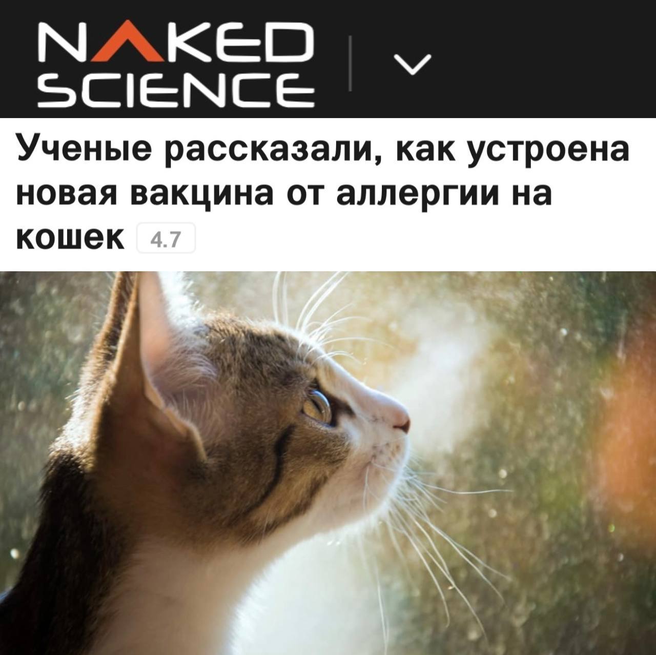 «Ученые рассказали, как устроена новая вакцина от аллергии на кошек»: Скоро аллергия к котам может быть побеждена. «Исследователи разработали первую в мире рекомбинантную вакцину от аллергии на кошек, лишенную недостатков экстрактных вакцин. Создание вакцины началось с изучения крови пациентов с подтвержденной аллергией на кошек. Ученым удалось выделить ключевые аллергены и соединить их с белком, помогающим разпознавать и нейтрализовать «раздражитель» Также оказалось, что антитела к новой вакцине частично подавляют реакцию на основной аллерген собак Can f1 и аллерген лошадей Equ c1. Это расширяет возможности применения вакцины Сейчас препарат готовят к клиническим испытаниям на людях».