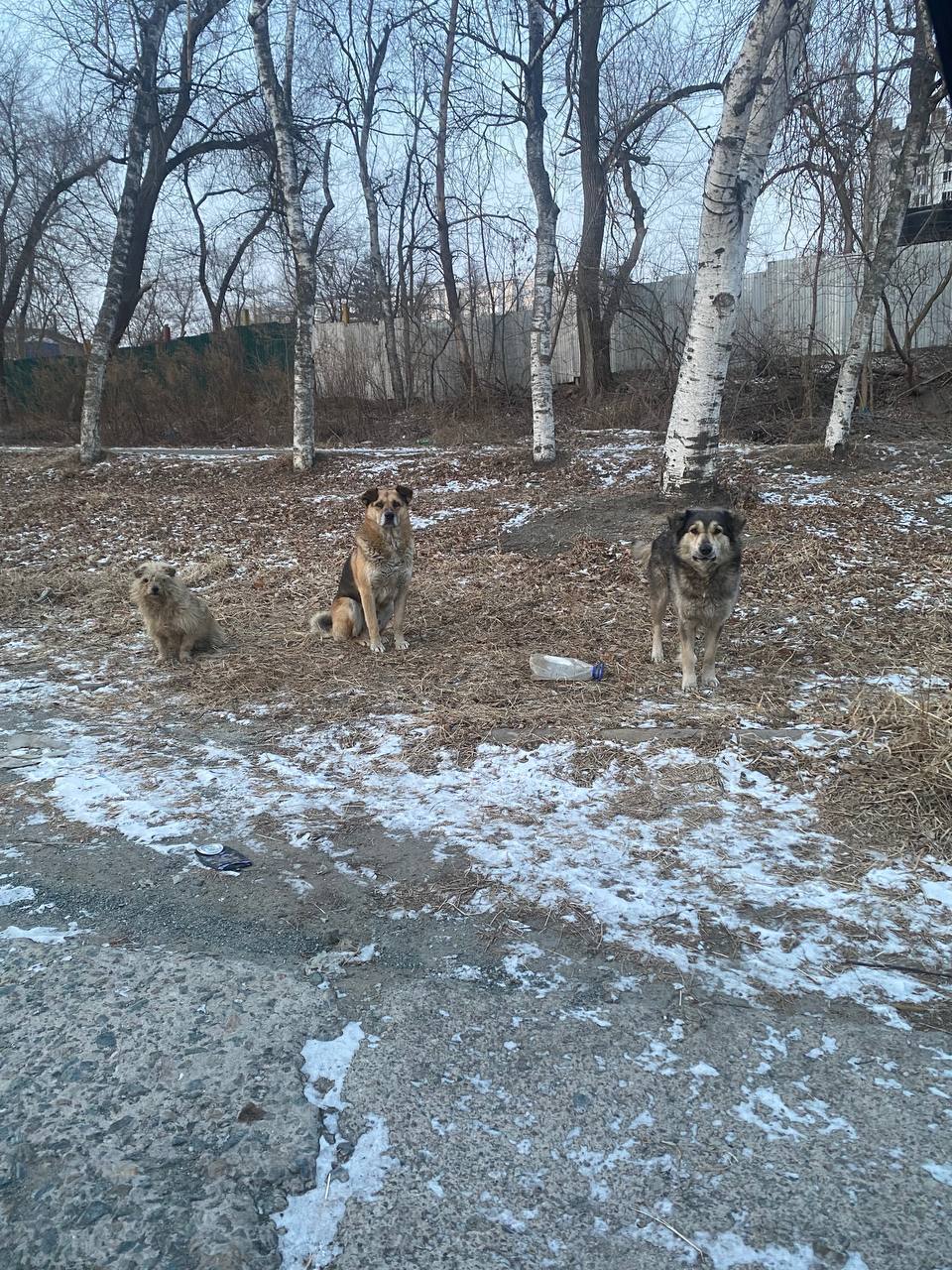 В Артёме стая бродячих собак кидается на прохожих уже не первый день в районе улицы Куйбышева, 9а. Местные жители уверены, что если не предпринять меры, все может закончиться трагично. Уже есть несколько случаев нападения на людей. К счастью, пока обошлось.  «Эти собаки  они там обитают на постоянной основе  не дают прохода людям, которые ходят пешком. Неоднократно являлась свидетелем, как эти псины кидаются на людей с лаем и подбегают прям вплотную. Сегодня был очередной такой раз, когда самая большая собака чуть не напала на девушку. Хорошо, что я ехала сзади и начала сигналить и спугнула их. А там детская спортивная школа. Людей много ходит, в том числе и дети» – пишет автор фото.