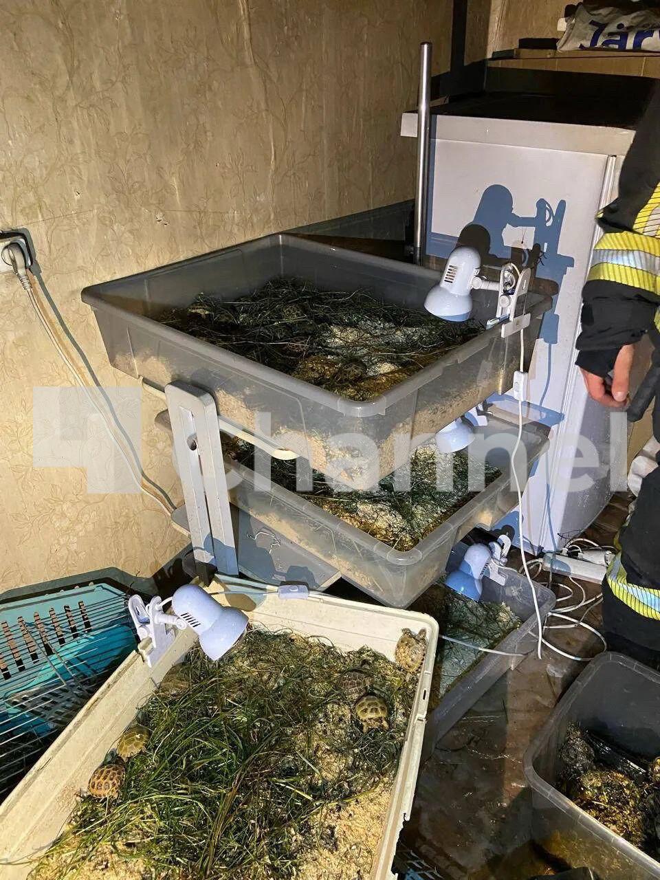 Из горящей квартиры в деревне Вартемяги спасли 700 черепашек Во вторник, 15 июля, около 23:00 в деревне Вартемяги Всеволожский район Ленобласти загорелась однокомнатная квартира. Пожарным удалось спасти 700 черепашек, 3 кроликов, 11 ежей и 11 хомяков. Возгорание произошло в одном из домов на Приозерском шоссе. Общая площадь пожара составила три квадратных метра. На месте происшествия работал личный состав 100 пожарной части Всеволожского отряда Леноблпожспас и ПСС Агалатово. Как стало известно 47channel, огнеборцам удалось спасти множество животных. Однако 100 черепашек, 9 ежей и 9 хомяков погибли. Все обстоятельства пожара в настоящий момент выясняются. Причины возгорания уточняются. 47channel.ru - о жизни Ленинградской области и не только