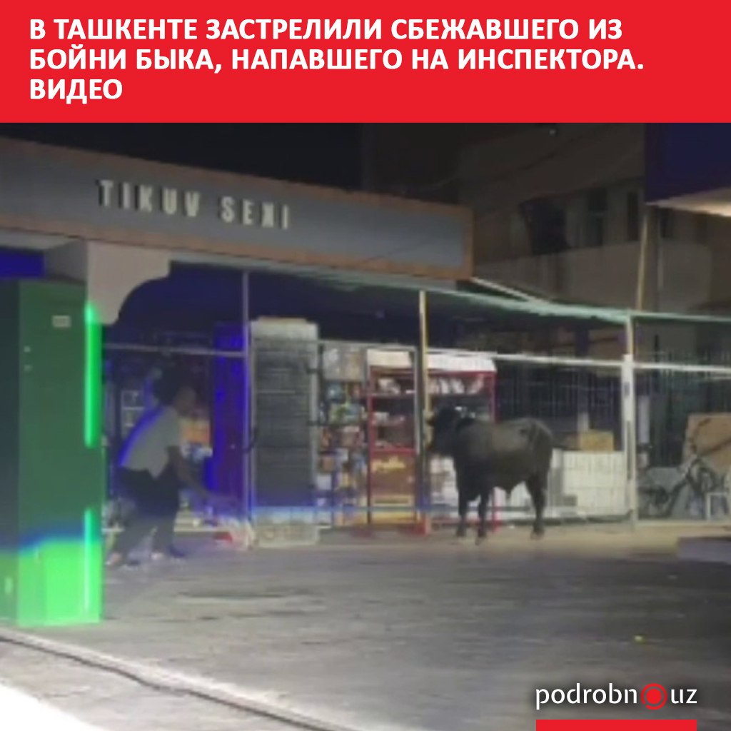В Чиланзарском районе Ташкента сотрудники органов внутренних дел ликвидировали сбежавшего из бойни быка который вел себя агрессивно и напал на человека podrobno uz cat proisshestviya v tashkente zastrelili sbezhavshego iz boyni byka napavshego na inspektora video Telegram Instagram Facebook Читать на узбекском