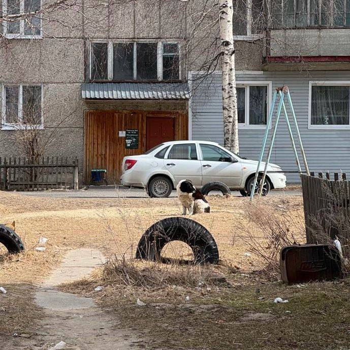Бездомные собаки снова атакуют: прокуратура подаёт иск после нападения на ребёнка Прокуратура требует компенсации для школьницы, пострадавшей от укуса бродячей собаки в Томской области. В Верхнекетском районе 10-летнюю девочку укусила бездомная собака по пути из школы. Прокуратура подала иск к администрации района за ненадлежащий контроль за безнадзорными животными и потребовала компенсацию морального вреда. Также главе района внесено представление об усилении работы по отлову таких собак. Ситуация остается на контроле надзорных органов Подписаться! Регион-70 Прислать новость