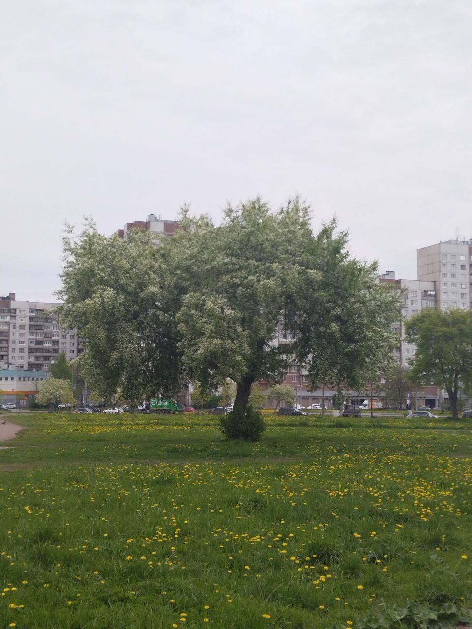 Петербурге ожидается ухудшение погодных условий. Об этом сообщили в пресс-службе МЧС города. Сегодня временами дождь и холодный ветер. А завтра обещают ливень, грозу и до +20 градусов. Ветер 4-9 м/с.