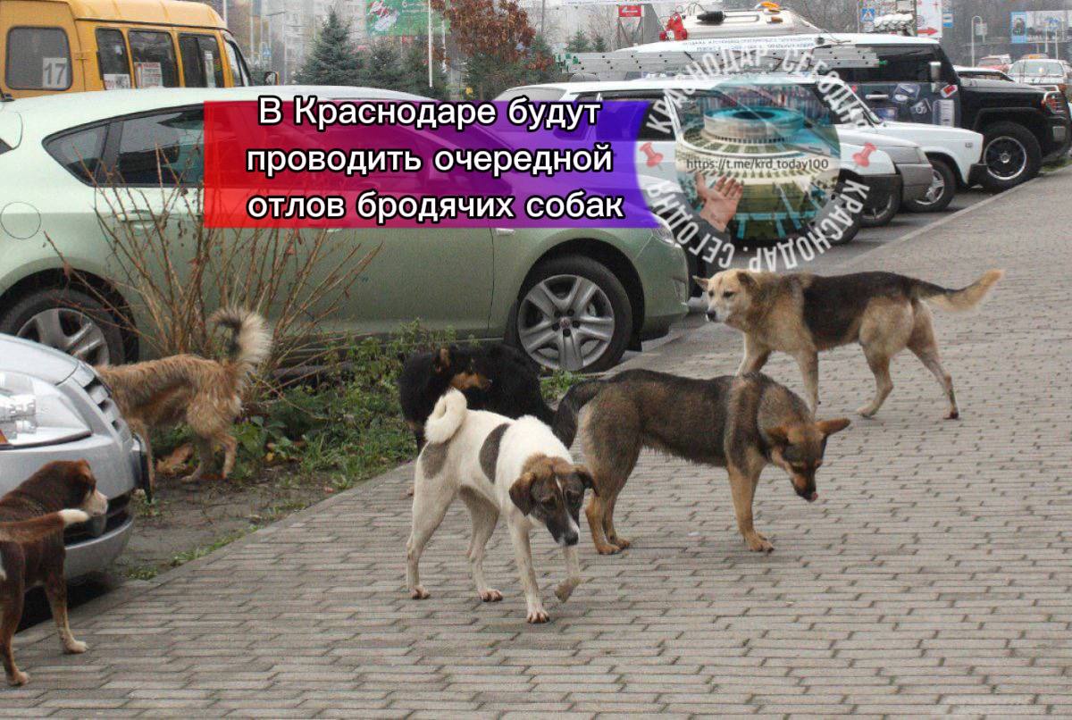 В Краснодаре будут проводить очередной отлов бродячих собак Плановый отлов безнадзорных собак пройдет с 24 февраля по 6 марта в следующих районах города Центральный район жилой район Пашковский станица Елизаветинская парк Солнечный остров Жителей просят внимательно следить за своими питомцами и не выпускать их на самовольный выгул Краснодар Сегодня Телеграм замедляют оставайтесь на связи с нами в MAX max ru krd 00