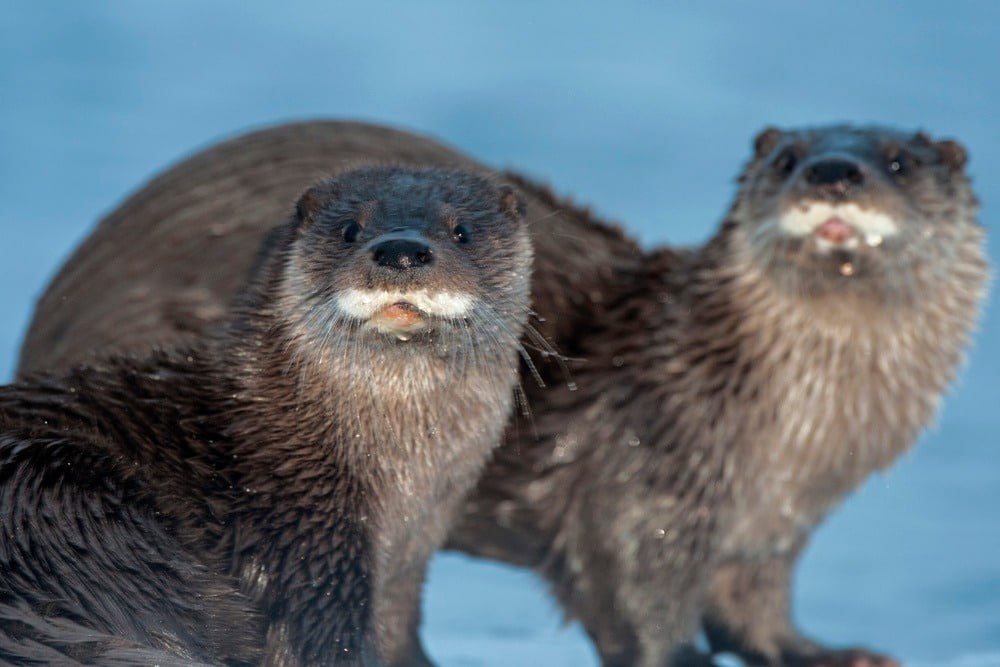 В Подмосковье речные выдры начали готовиться к зиме В это время года все их усилия направлены на то чтобы накопить жир сделать запасы и обустроить жилища для будущих морозов сообщили в министерстве экологии и природопользования региона Там добавили что речная выдра имеет статус редкого охраняемого вида в Подмосковье и включена в Красную книгу региона Уточняется что с XIX века численность этих животных на территории Московской области сокращалась В начале 2000 х насчитывалось всего 100 особей Сейчас заметна положительная динамика популяция несколько увеличилась а у специалистов появились данные о новых ранее не зафиксированных местах обитания этих животных Подписаться на Говорит Москва Telegram VK MAX