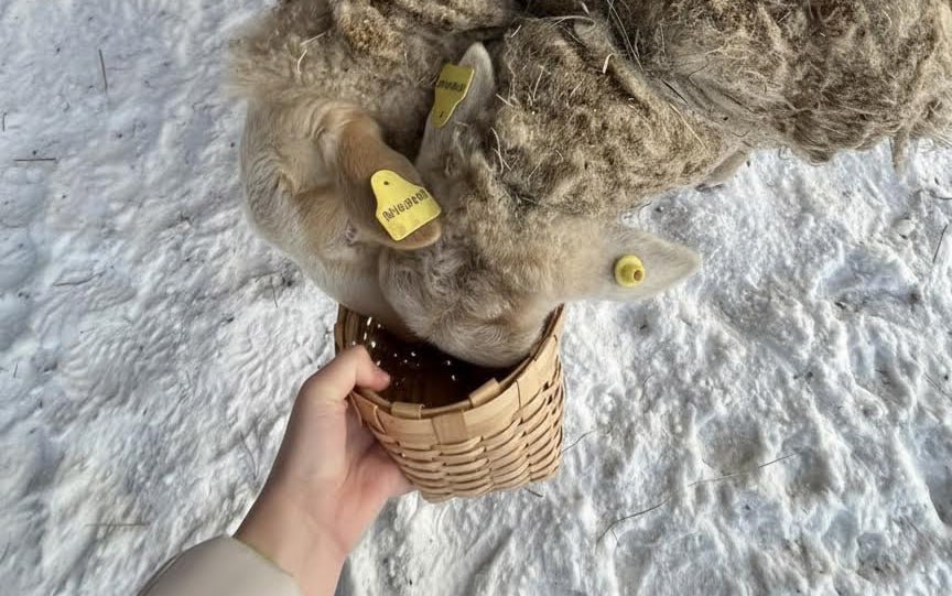 В Удмуртии продолжается учет сельхозживотных Программа обязательной маркировки сельскохозяйственных животных в Удмуртии продолжается сообщает пресс служба Главы и Правительства республики Мера реализуется в рамках общегосударственной задачи по обеспечению технологической независимости и безопасности продовольствия Как сообщила начальник Главного управления ветеринарии Удмуртии Ирина Крылова основное поголовье коров свиней овец коз птицу и пчел уже внесли в единую цифровую систему На учёте сегодня находятся около 366 тысяч голов крупного и 34 8 тысяч голов мелкого рогатого скота Подписаться на нас Telegram MAX