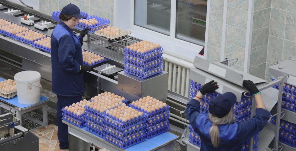 Птицефабрика «Пионерское» производит 100 000 яиц в день для камчатских магазинов Единственная на Камчатке птицефабрика «Пионерское» вышла на производство 100 тысяч яиц ежедневно. Продукция поступает в соцучреждения и сети «Агротек», «Юкидим». Нажмите для подробностей -