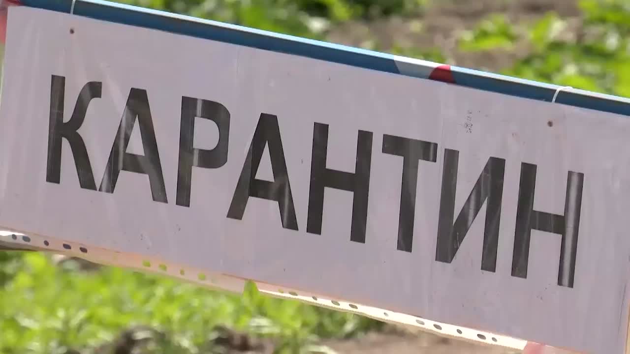 В Новочебоксарске с 10 сентября вводят карантин по бешенству Очаг особо опасного заболевания выявлен при вирусологическом исследовании трупа дикой лисицы Его доставили с территории около садоводческого некоммерческого непроизводственного товарищества Агния В связи с этим Глава Чувашии Олег Николаев подписал указ о введении ограничительных мер карантина Они начнут действовать с завтрашнего дня и продлятся до особого распоряжения Сейчас на территории эпизоотического очага и в радиусе 500 метров от него ветспециалисты осуществляют мероприятия по устранению очага бешенства и предотвращению дальнейшего распространения его возбудителя сообщили в Госветслужбе Чувашии