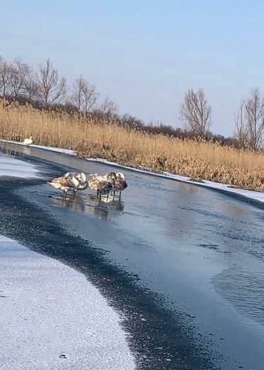 В Миллеровском районе жители спасают семью из девяти лебедей, решивших остаться зимовать на реке Деркул и попавших в ледяной плен.  Мужчины колят окрепший лед и на всякий случай подготовили зерновую смесь