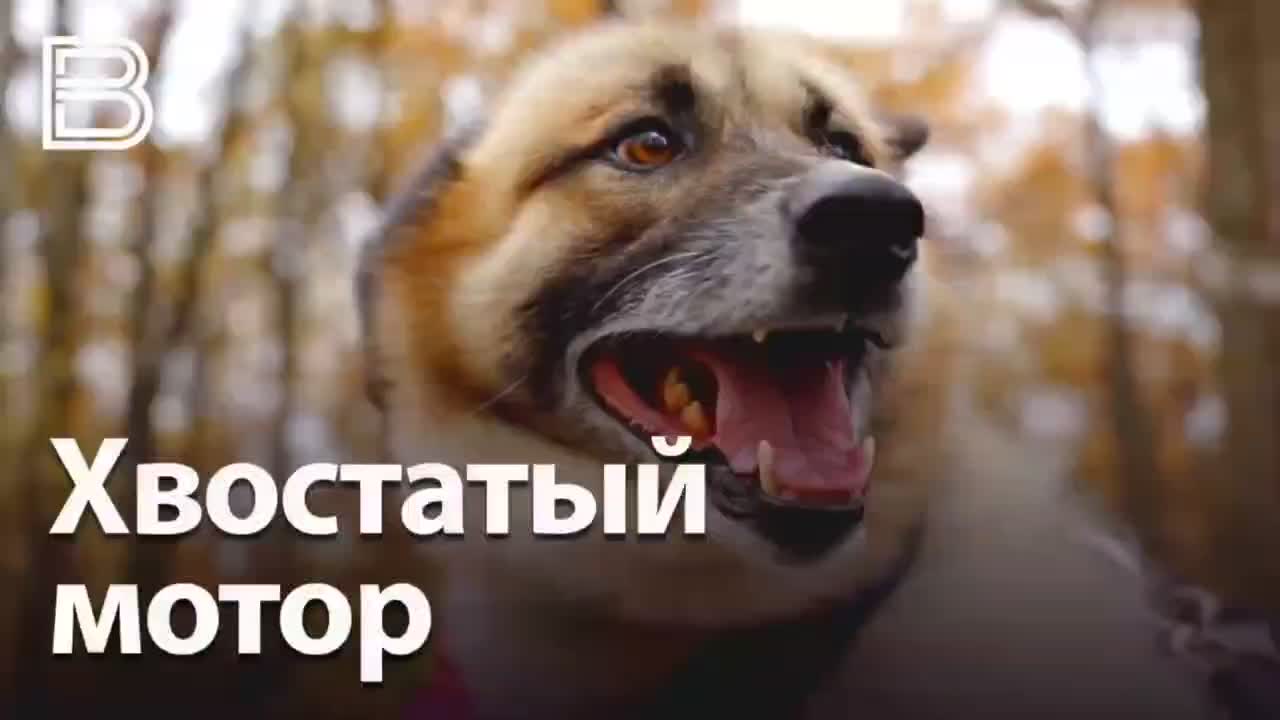 Спортивные достижения: чемпионаты по плаванию, прыжкам в воду и ездовому спорту в России