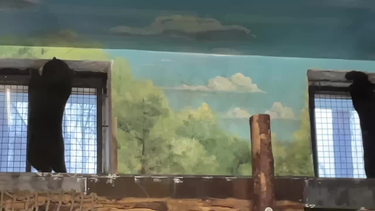 Московский зоопарк расширяет часы работы павильона Солнечные медведи