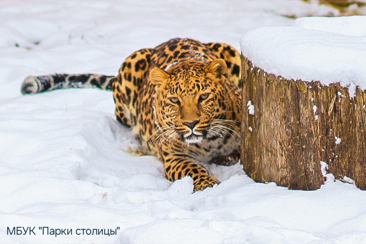 В новогодние каникулы зооуголок будет работать без выходных 31 декабря с 9 00 до 17 00 1 января с 12 00 до 17 00 2 11 января с 9 00 до 17 00 Приглашаем всех навестить пушистых и пернатых обитателей зооуголка и интересно провести время