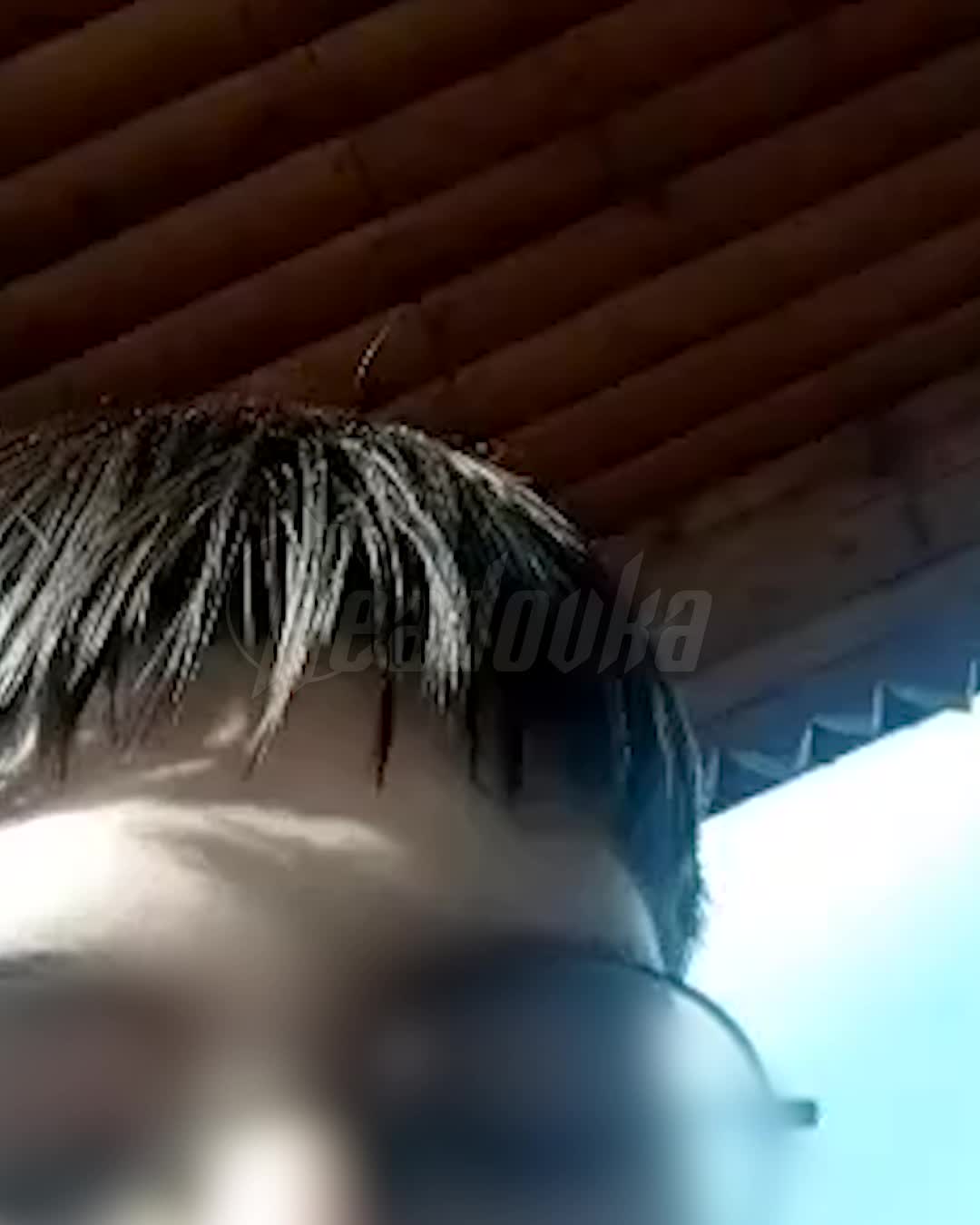 Волчица вернулась в вольер после побега в зоопарке «Лимпопо»