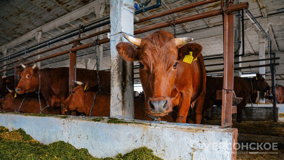 В Херсонской области построят животноводческий комплекс на 3600 коров Мы предусмотрели две ключевые меры поддержки для племенных репродукторов сохраняющих стадо и для сельхозпроизводителей которые приобретают племенной молодняк В дальнейшем эти нетели становятся коровами с высокими удоями сообщила исполняющая обязанности Министра АПК продовольственной политики и рыболовства Алиме Зарединова На следующий год подписаны контракты с поставщиками на приобретение 100 нетелей Порядок предоставления новой субсидии находится в завершающей стадии разработки Запуск проекта поддержки планируется уже этой весной   Подписаться читать на сайте в ВК или ОК
