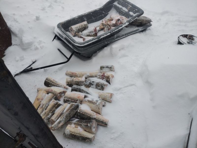 55 фрагментов краснокнижной рыбы калуги изъяли у браконьера в Николаевском районе Хабаровского края Ущерб от незаконной добычи осетровых которую 33 летний мужчина осуществлял в декабре превысил 3 млн рублей Как сообщили в полиции региона это не первое подобное преступление подозреваемого ранее он уже привлекался к уголовной ответственности за браконьерство При обыске у задержанного также обнаружили 171 грамм марихуаны В отношении мужчины возбуждены два уголовных дела по статьям о незаконной добыче особо ценных биоресурсов и хранении наркотиков Суд избрал меру пресечения в виде ареста   Подписывайтесь на телеканал Хабаровск в MAX