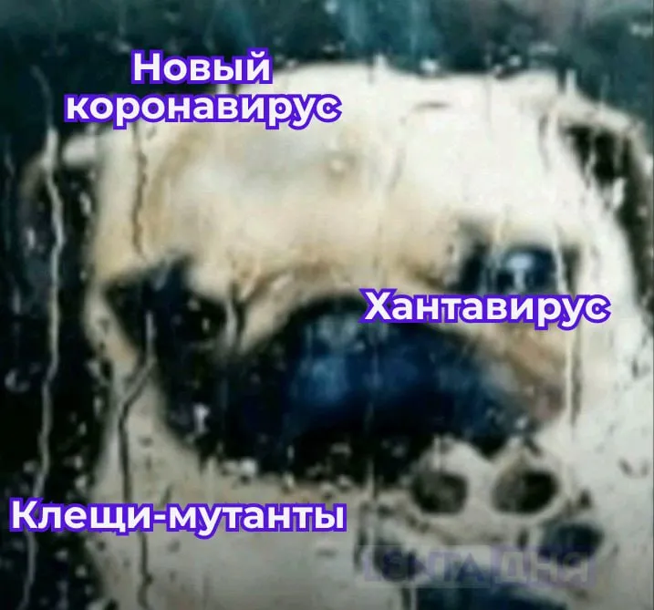 Обнаружен новый штамм коронавируса Его нашли у летучих мышей в Таиланде Он не такой патогенный как COVID 19 Пока у людей его не выявляли В то же время власти заявили что вакцины от коронавируса могут снизить тяжесть заболевания Подпишись на Ленту дня в МАКС