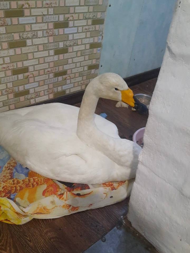 В Вельском районе семья спасла лебедя со сломанным крылом В деревне Берег теперь живёт белоснежный лебедь по кличке Чупакабра Осенью его стая улетела а он остался из за травмы В декабре местный житель нашёл птицу в малиннике у замёрзшей реки Лебедя забрали домой обогрели и выходили Сначала птица шипела на своих спасателей но быстро привыкла к заботе Сейчас Чупакабра живёт в теплице и идёт на поправку Весной семья планирует отпустить своего пернатого друга на волю Ставим   за доброту  Подписаться на ПНГ